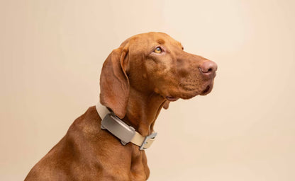 Smart Dog Tracker
