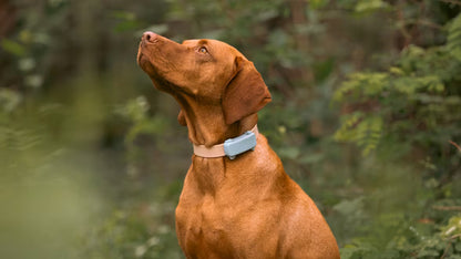 Smart Dog Tracker
